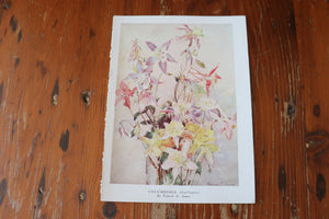 Vintage Botanical Print - Columbines (Aquilegias)