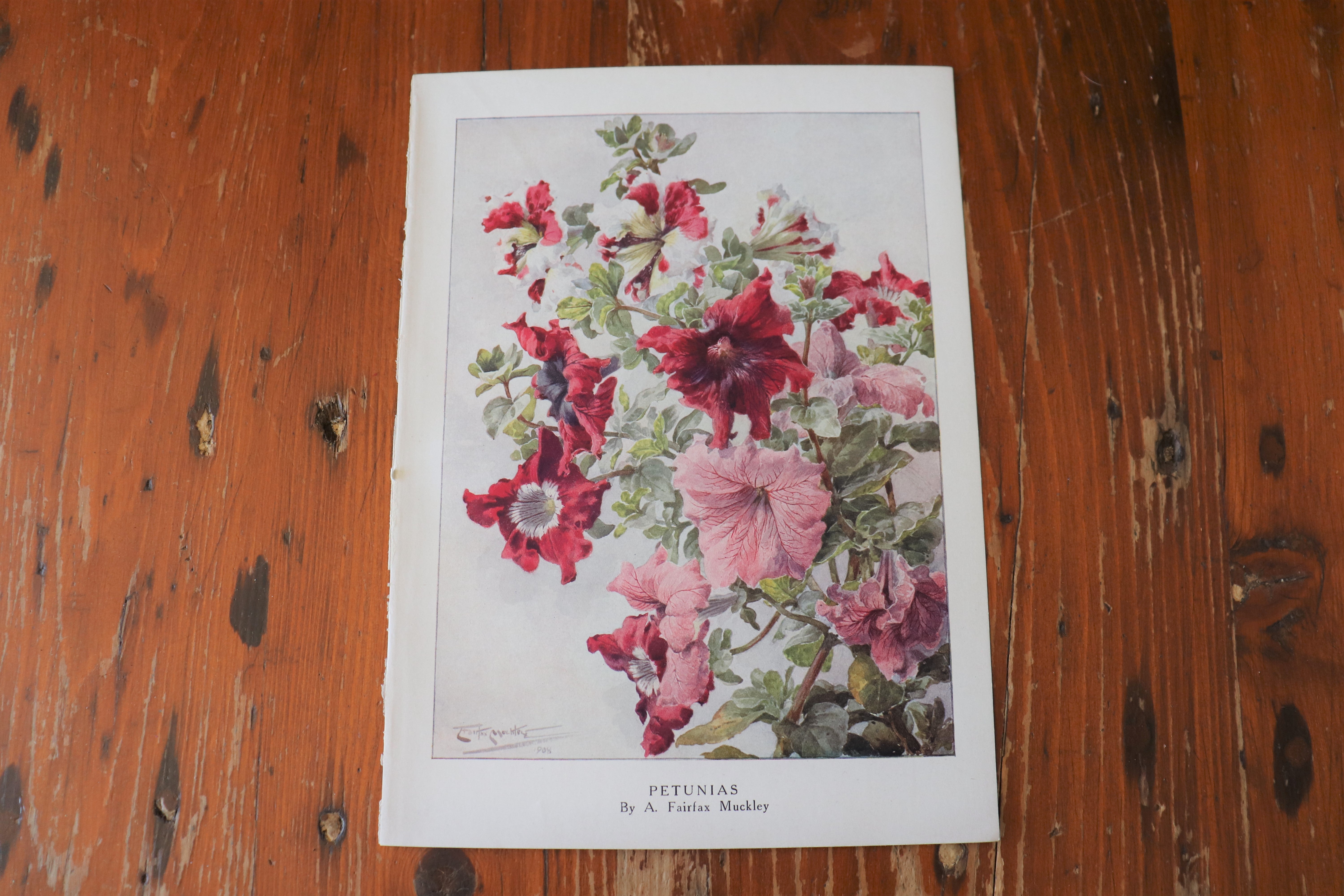 Vintage Botanical Print - Petunias