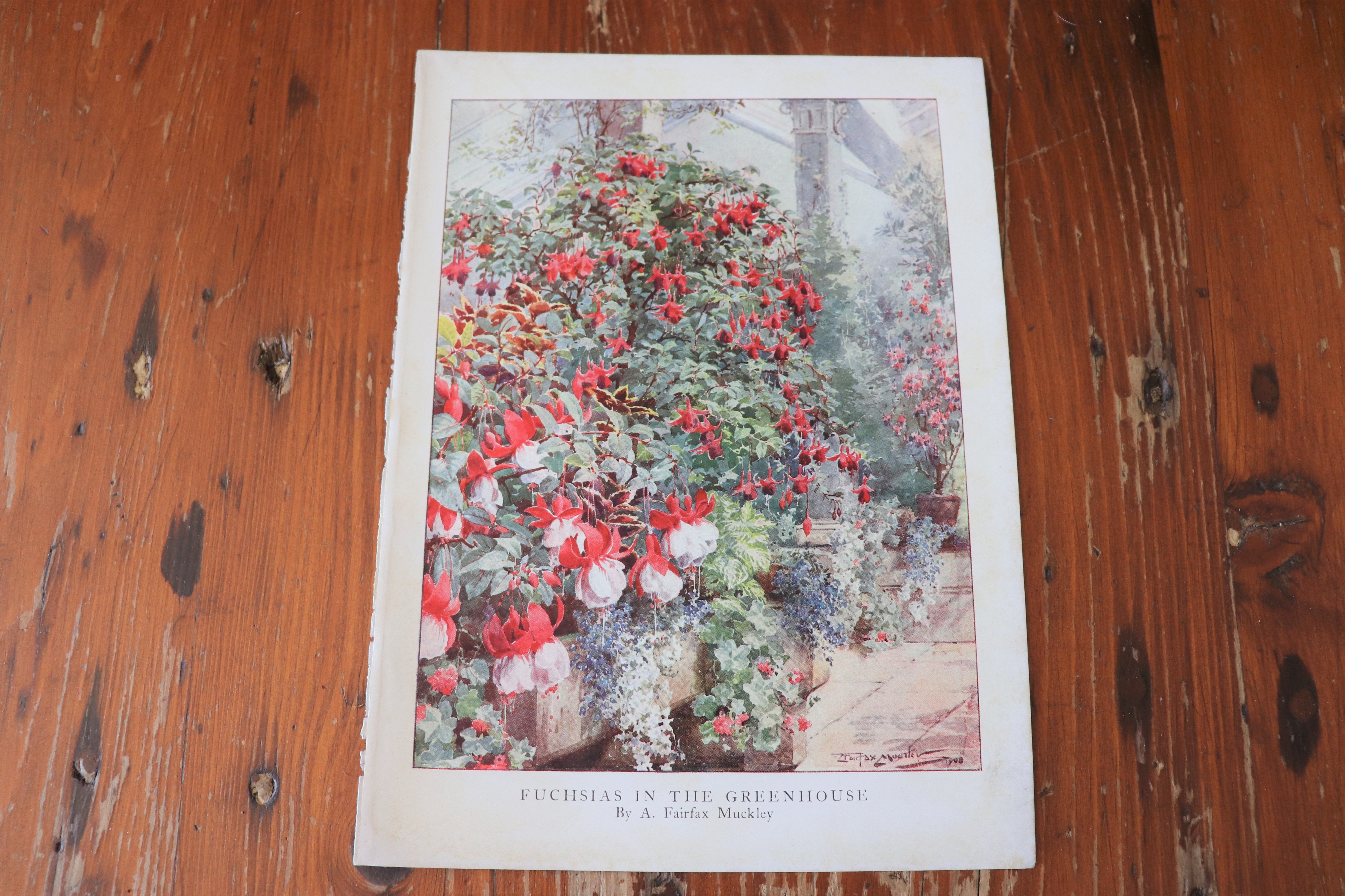 Vintage Botanical Print - Fuchsias In The Greenhouse