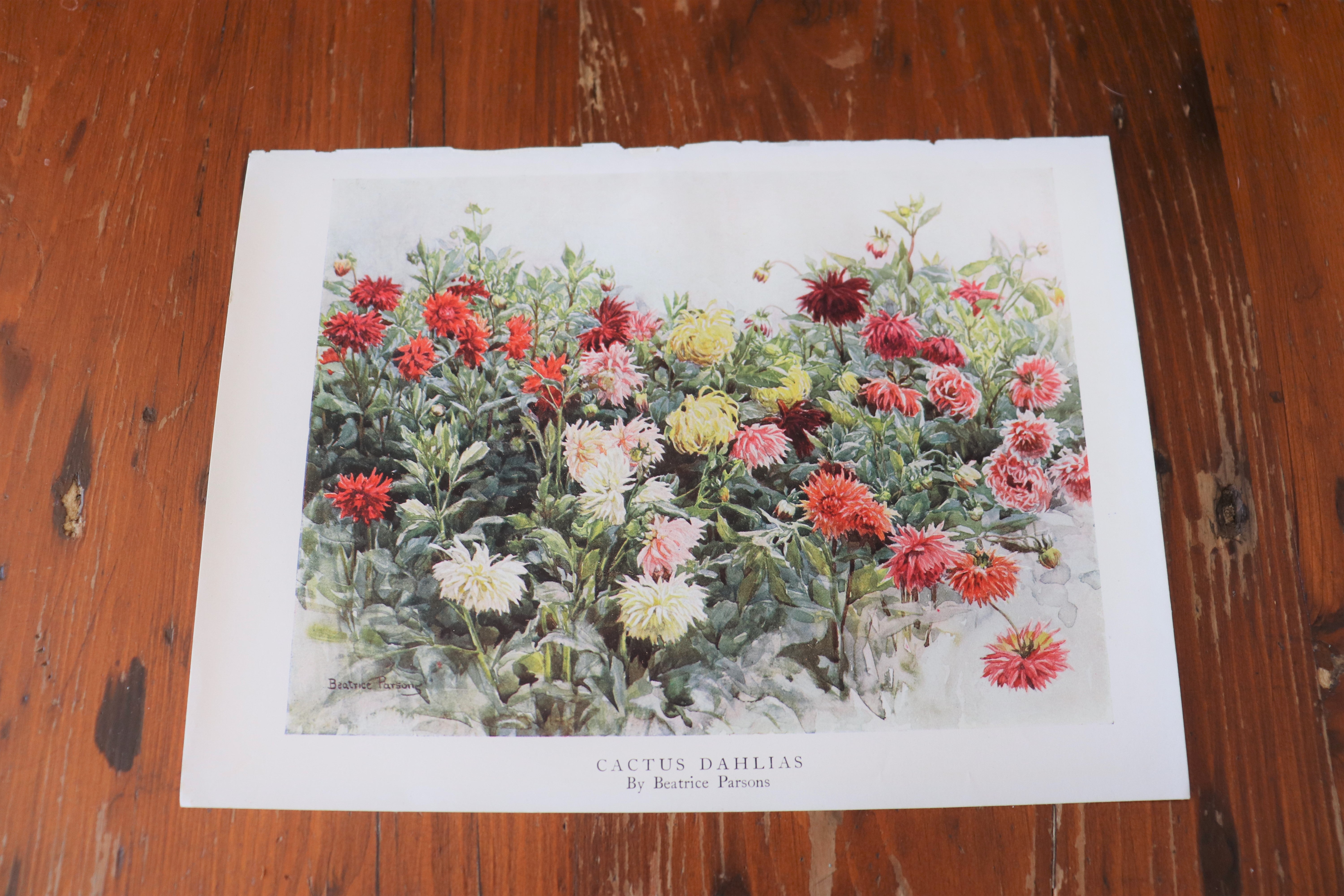 Vintage Botanical Print - Cactus Dahlias