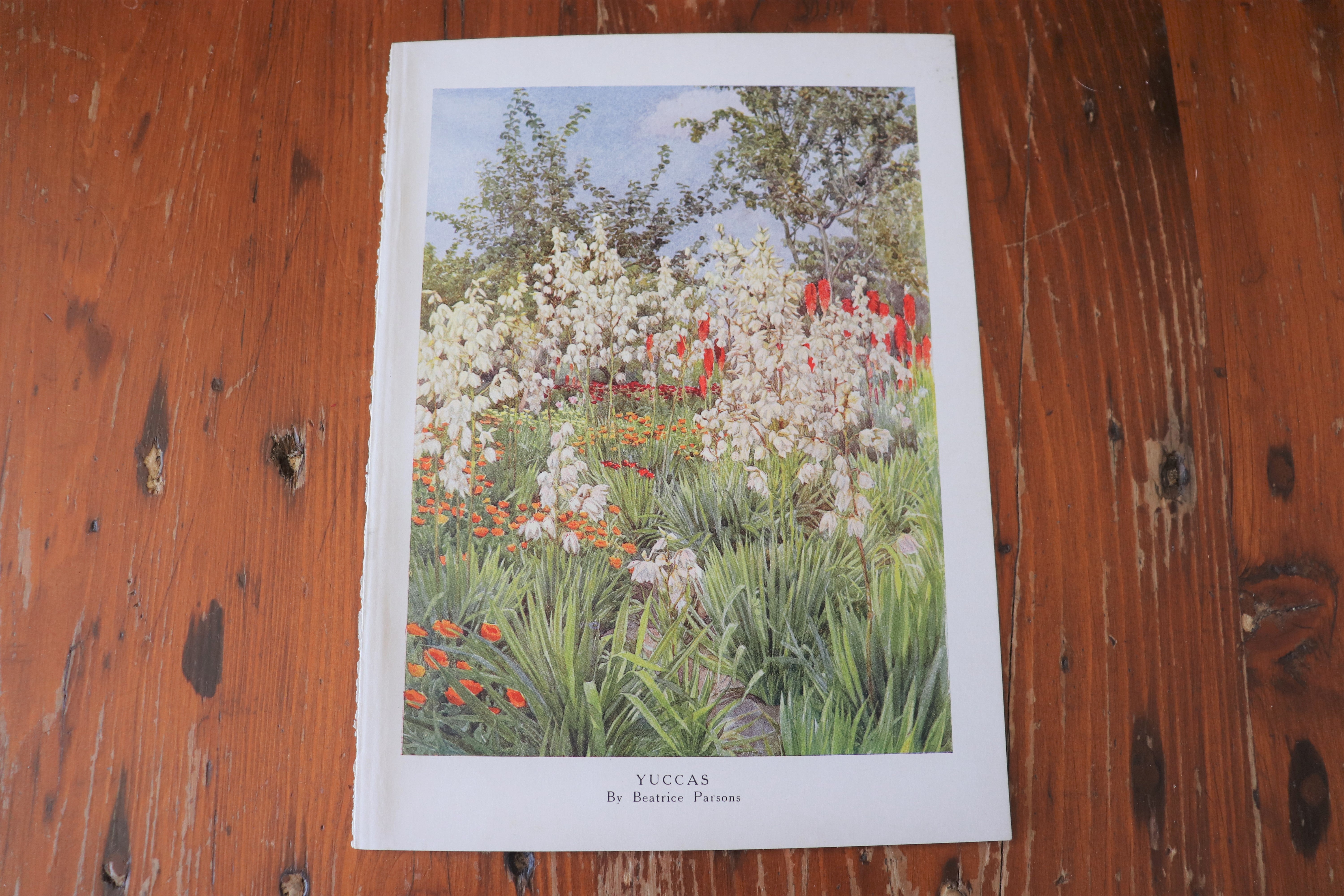 Vintage Botanical Print - Yuccas