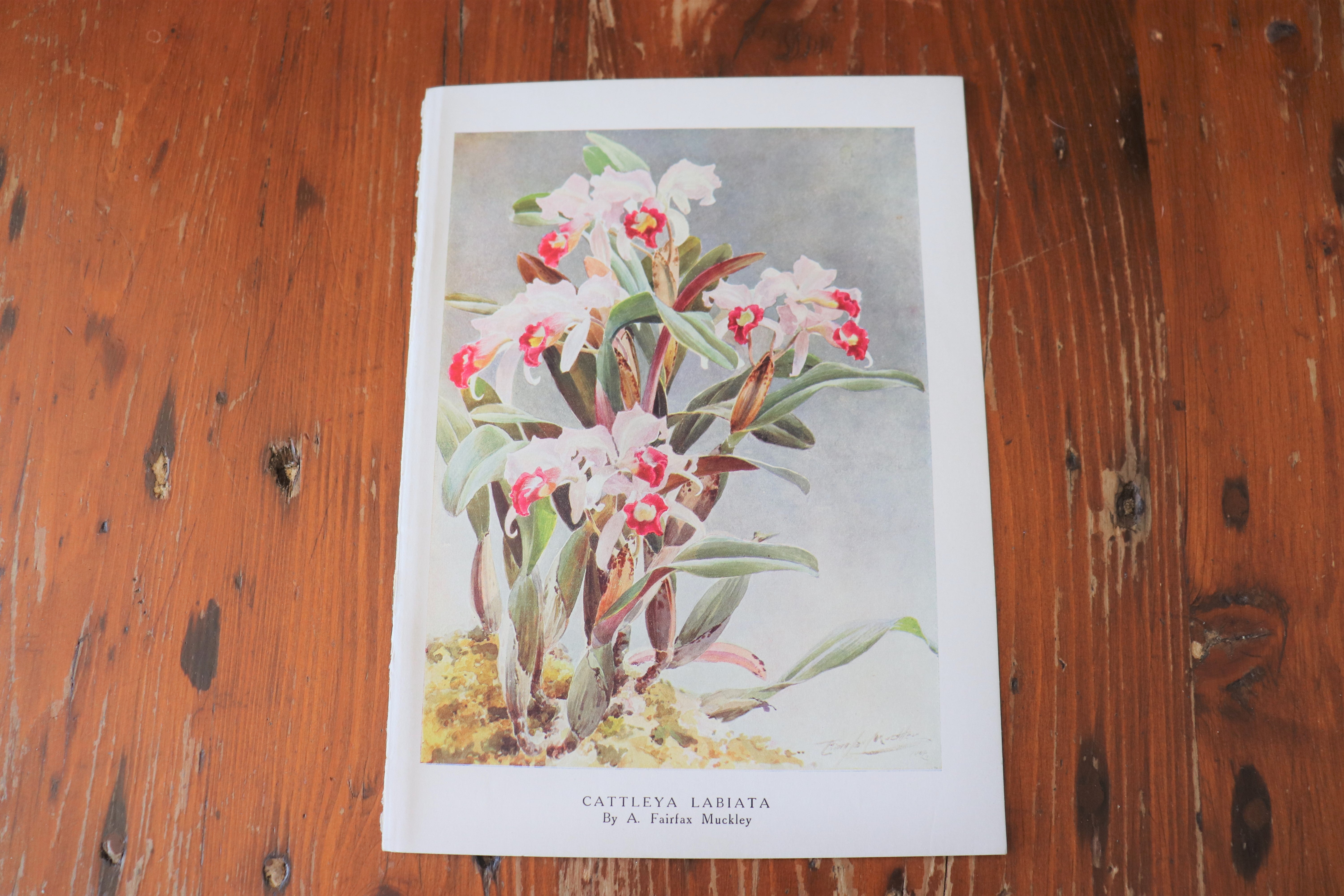 Vintage Botanical Print - Cattleya Labiata