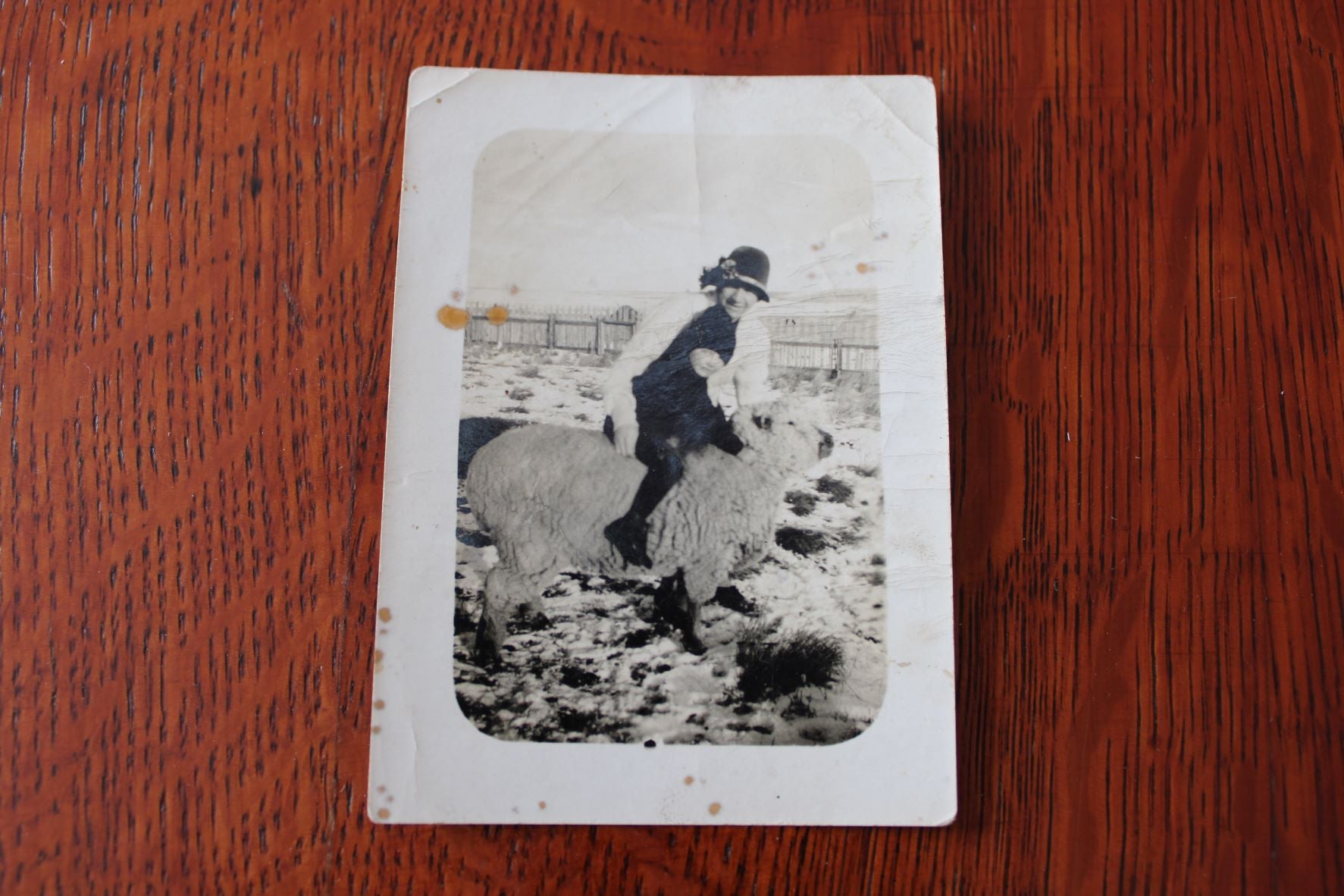 Old Photograph Of A Boy Riding A Sheep