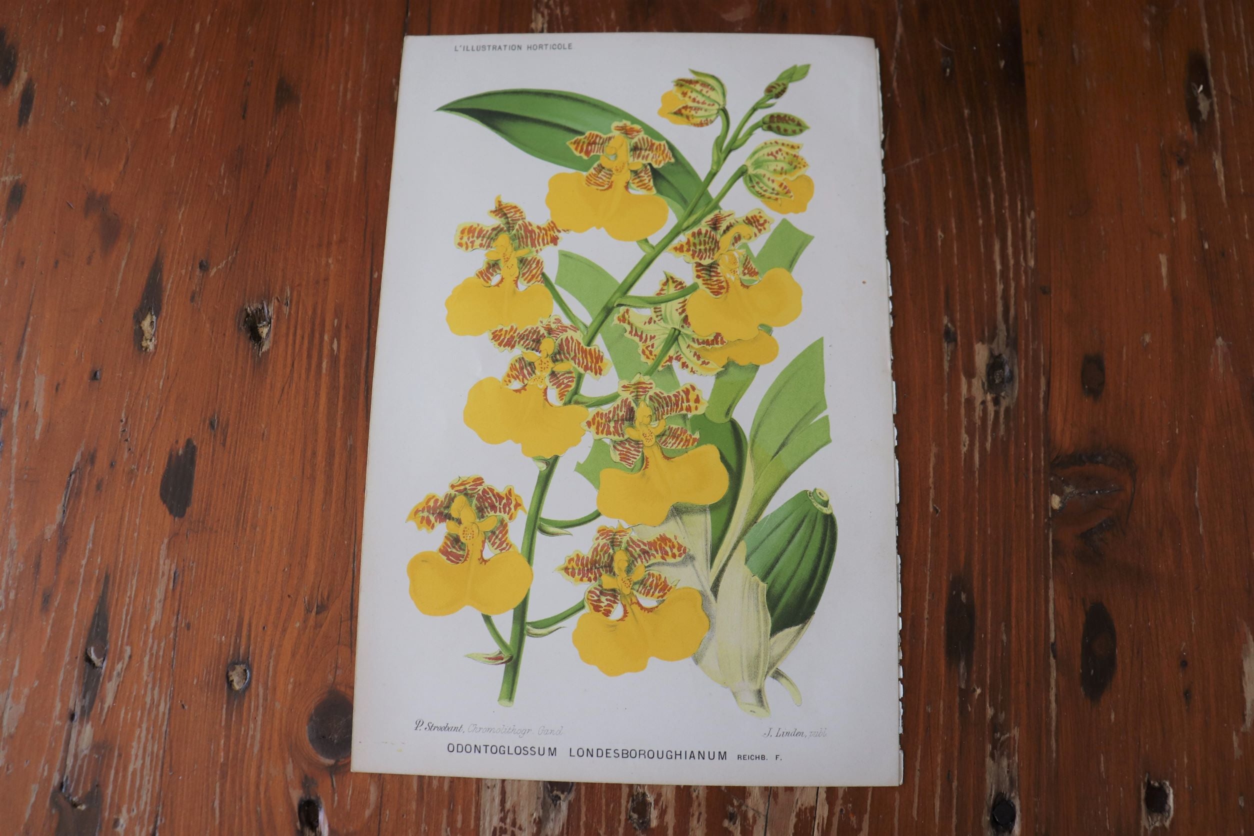 Vintage Botanical Print - Odontoglossum Londesboroughianum (Orchid)