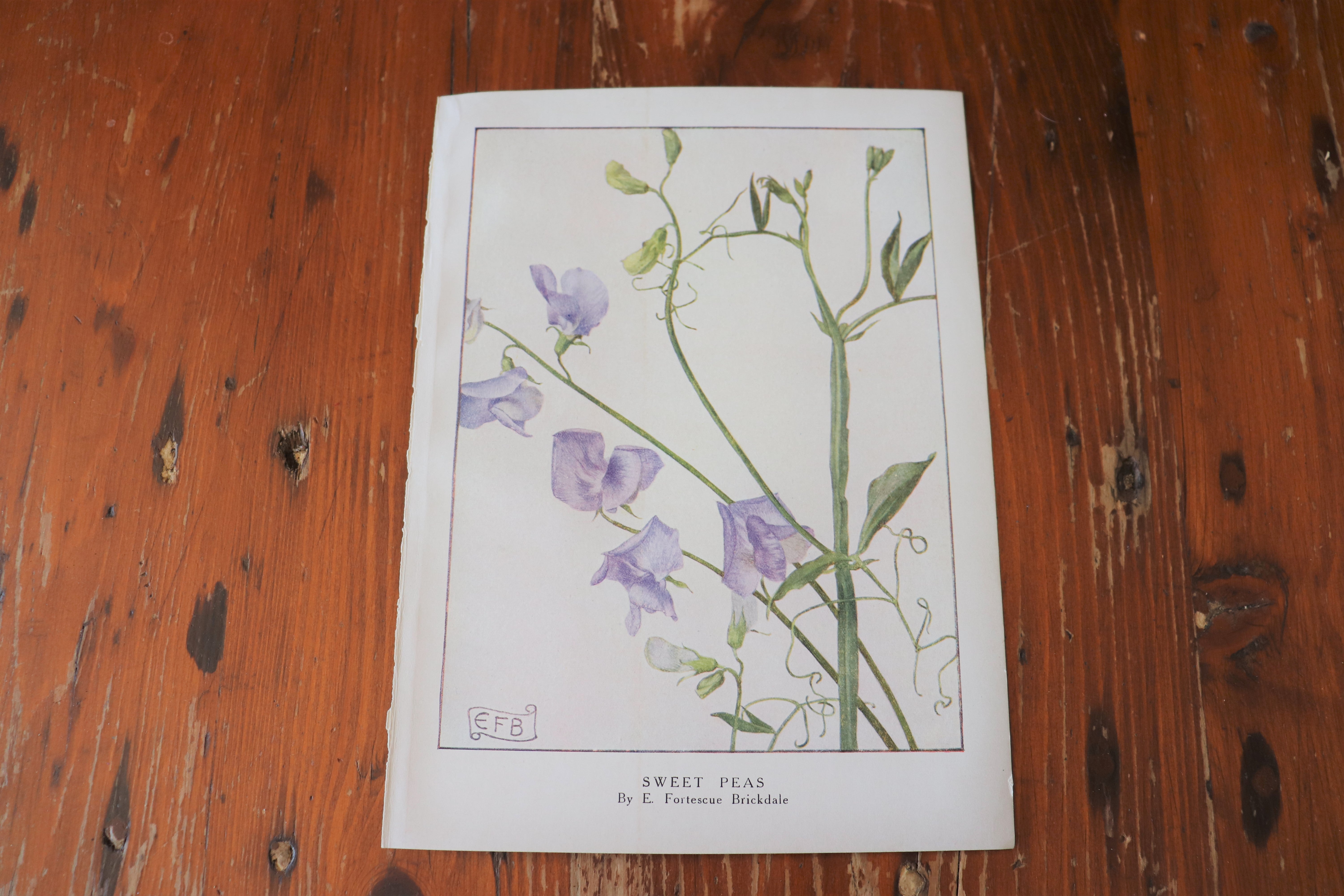 Vintage Botanical Print - Sweet Peas