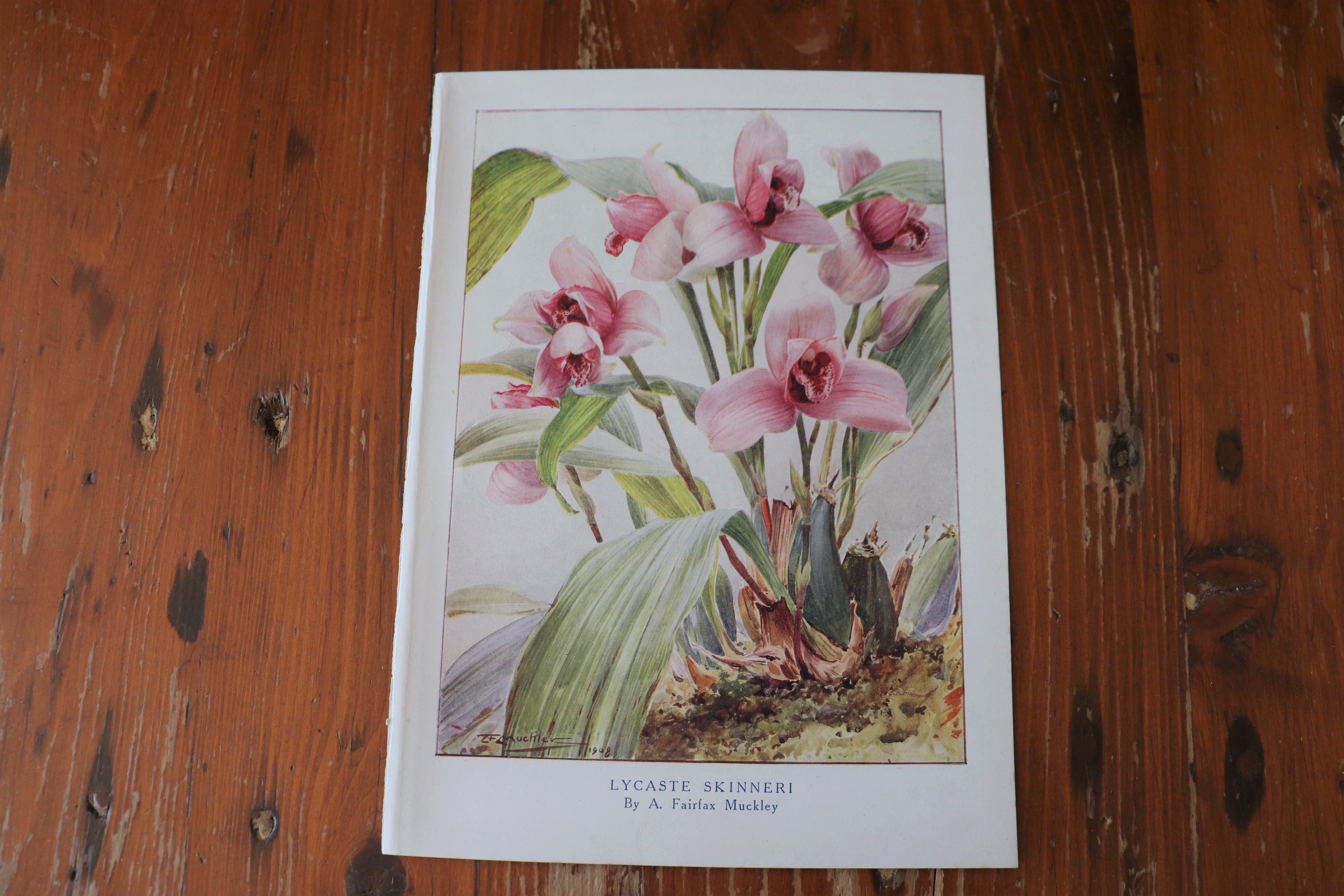 Vintage Botanical Print - Lycaste Skinneri (Orchid)