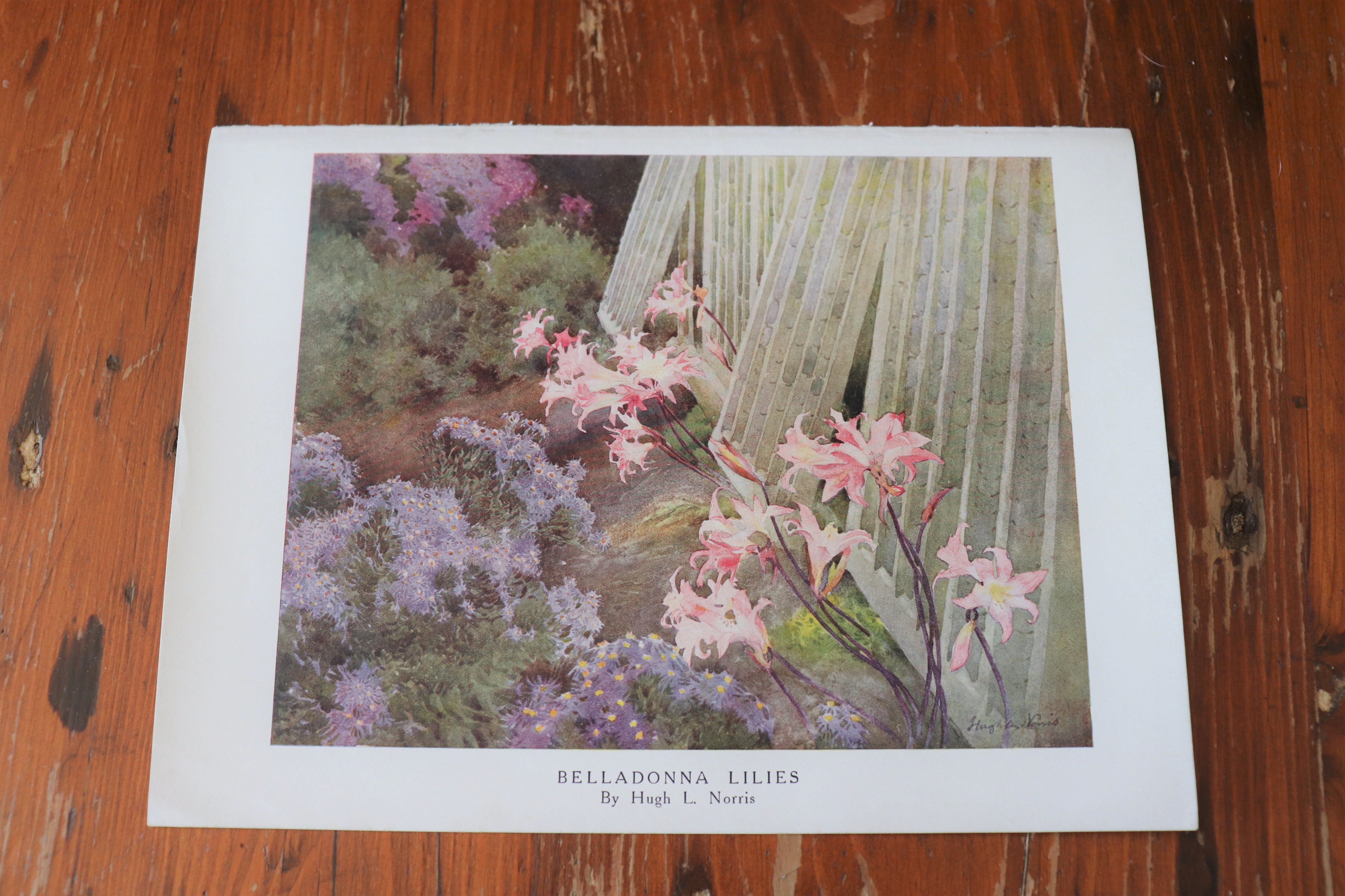 Vintage Botanical Print - Belladonna Lilies