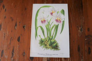 Vintage Botanical Print - Odontoglossum Phalaenopsis (Orchid)