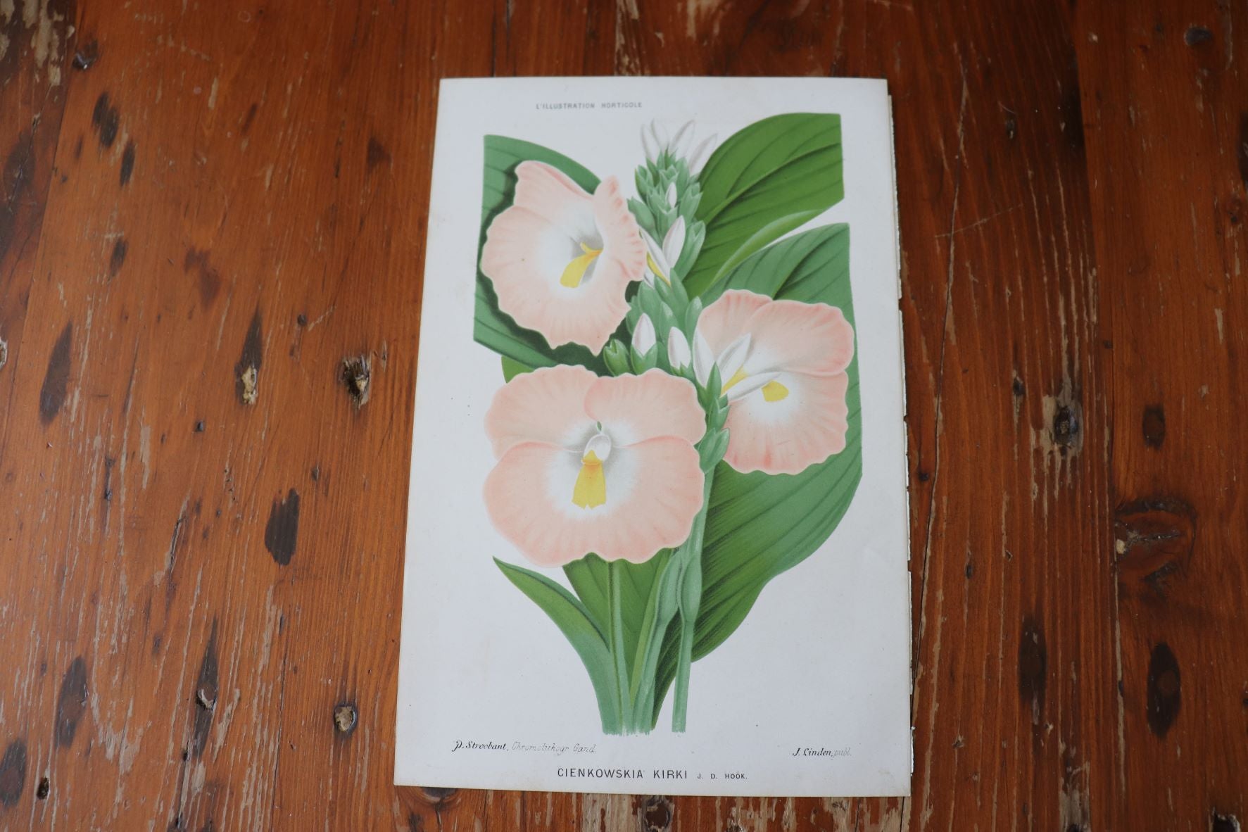 Vintage Botanical Print - Cienkowskia Kirki